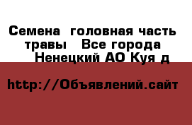 Семена (головная часть))) травы - Все города  »    . Ненецкий АО,Куя д.